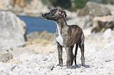 WHIPPET 259
